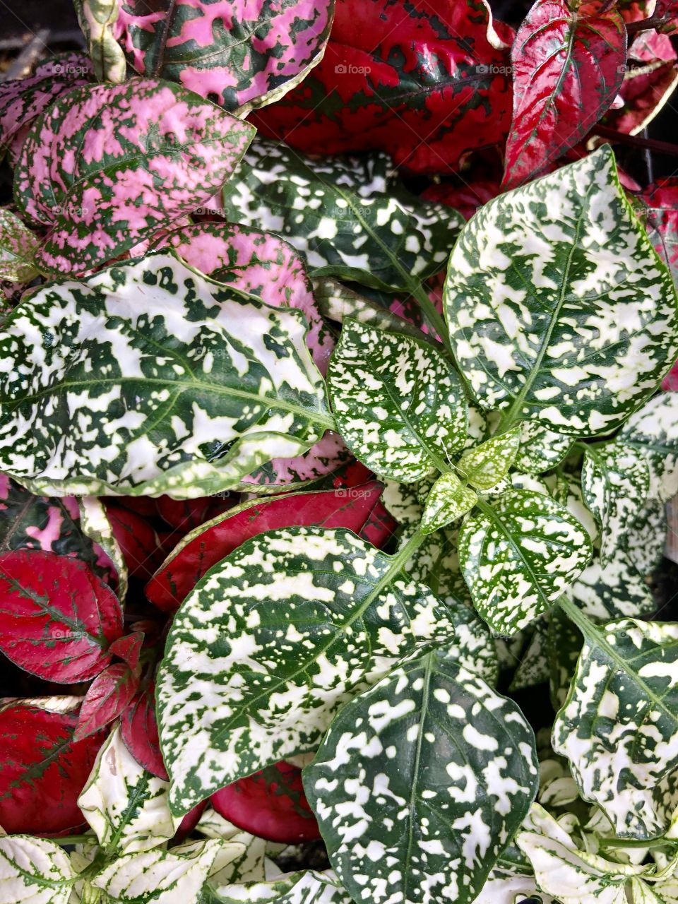 Colorful ground cover plants 