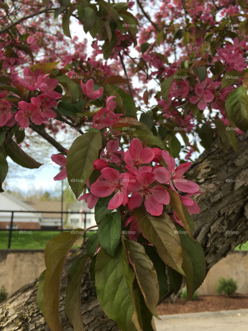 Blossoms in CT in early May
