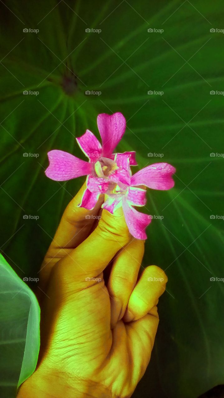 Attractive colored violet Orchid's Flower at my backyard.