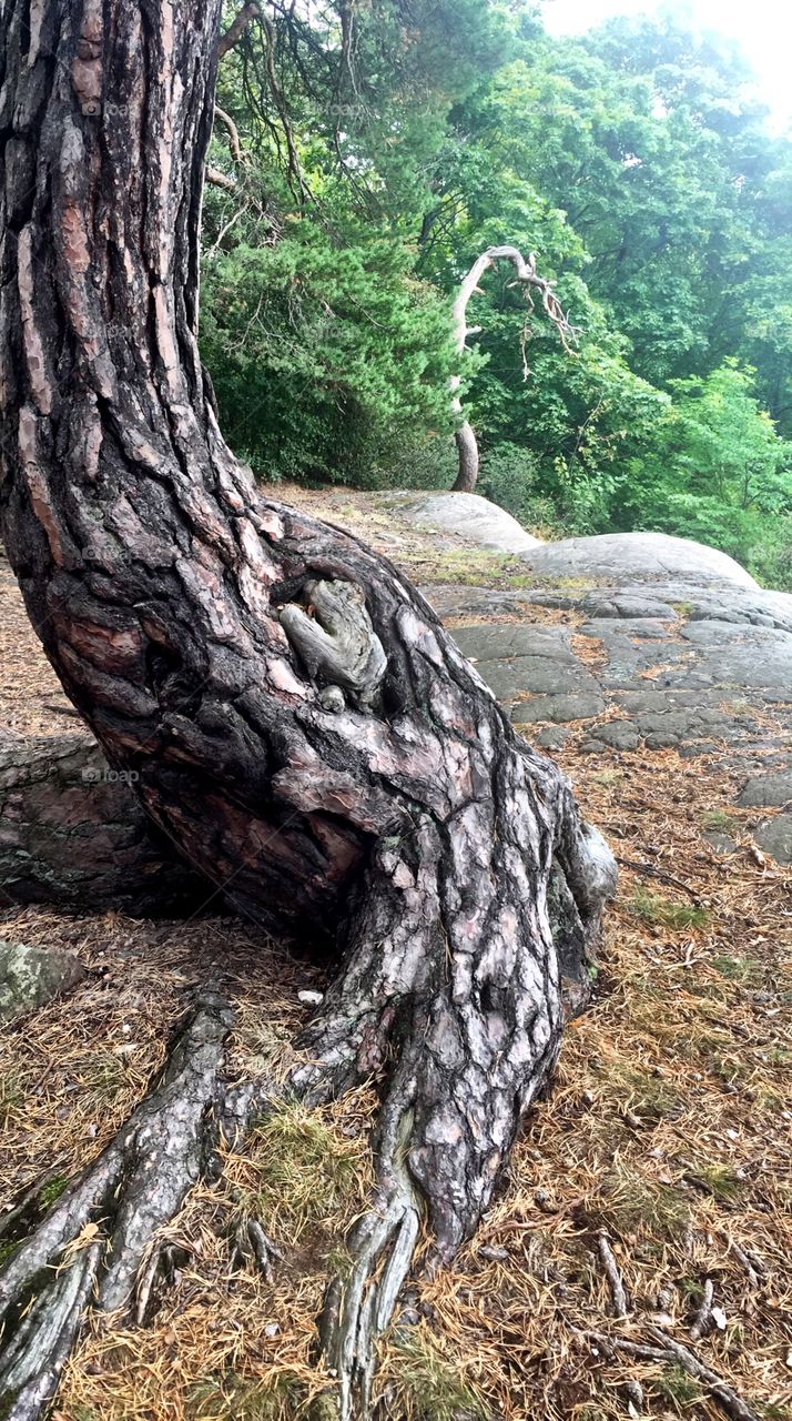 Tree trunk, elephant