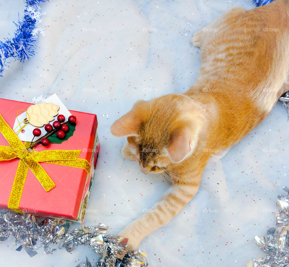 Celebrating Holiday with pets