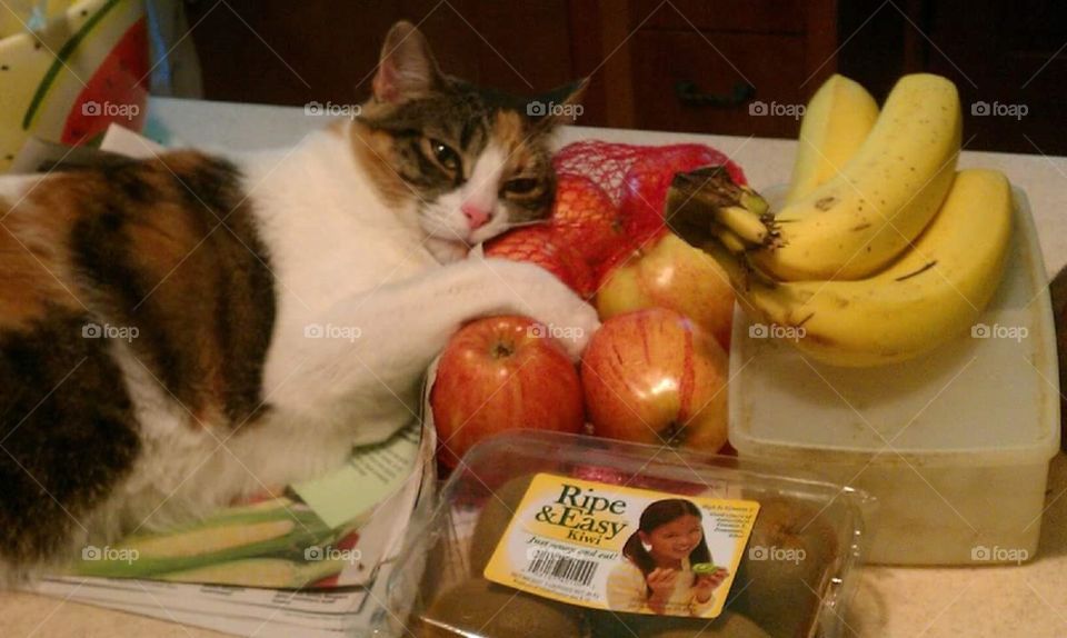 Fruit-loving kitty