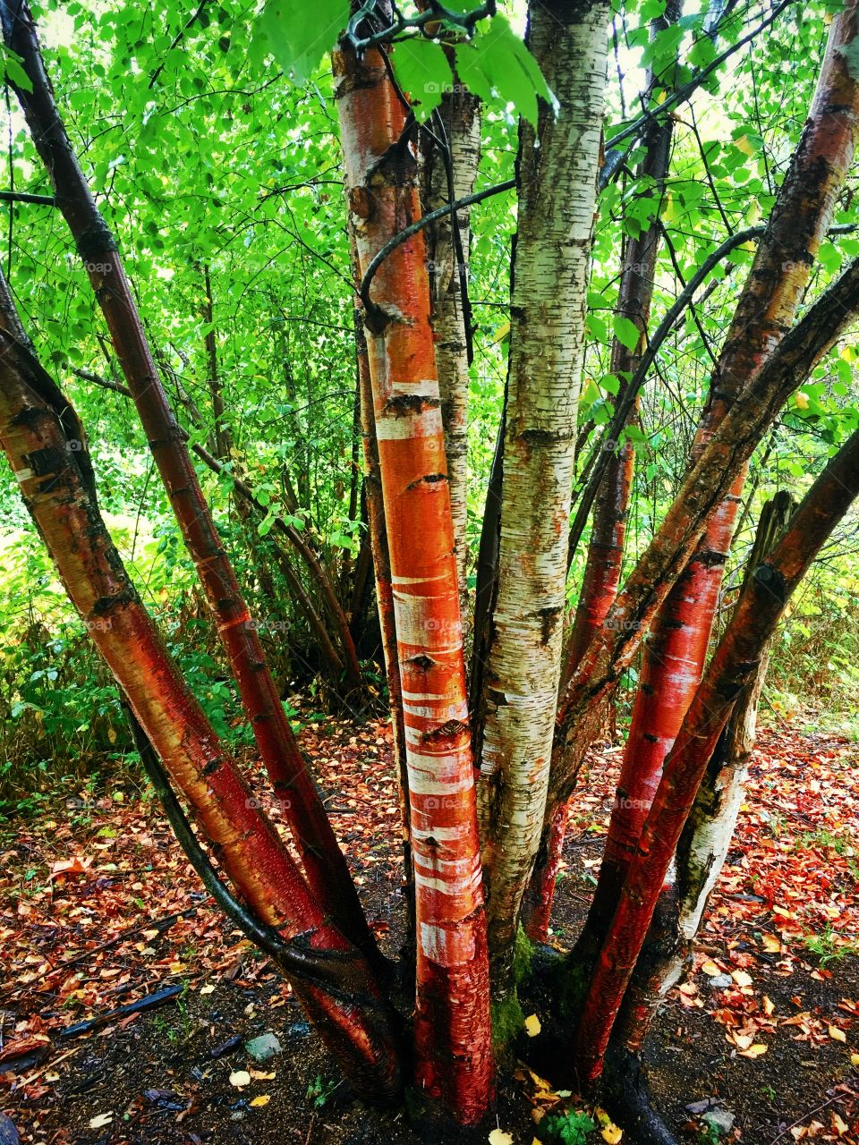 Tree Bark in the Fall