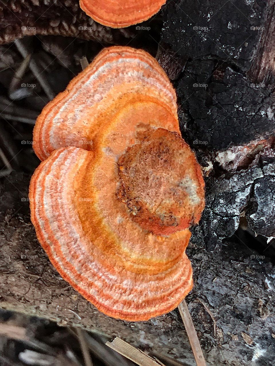 Amazing orange fungus.
