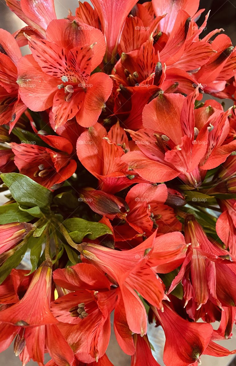 Peruvian Lily’s Fresh Cut for Delivery to Cemetery Placement. 