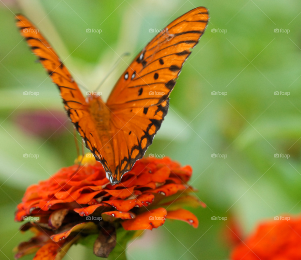 nature black orange butterfly by lightanddrawing