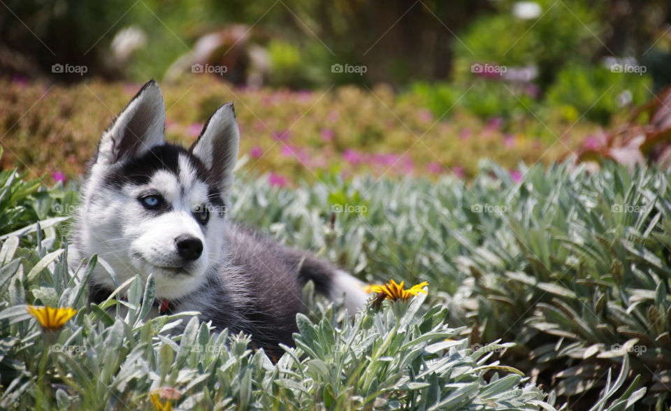 Husky lovers❤️😍