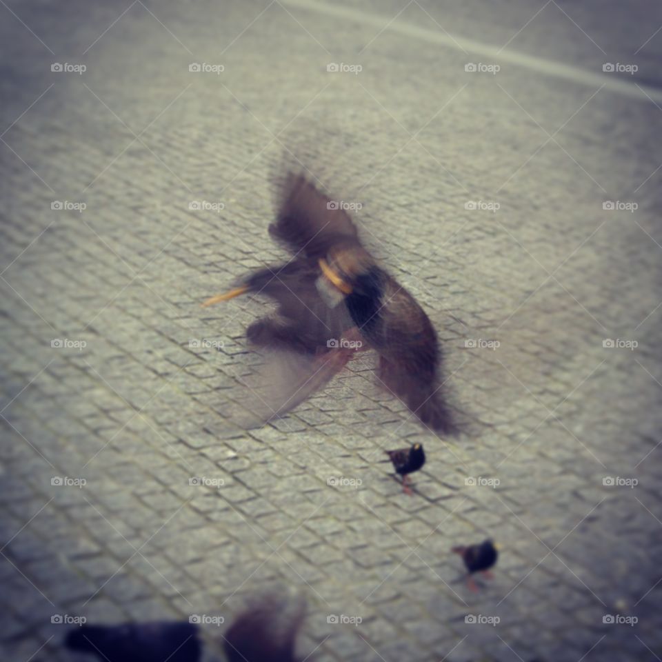 #birds #flying