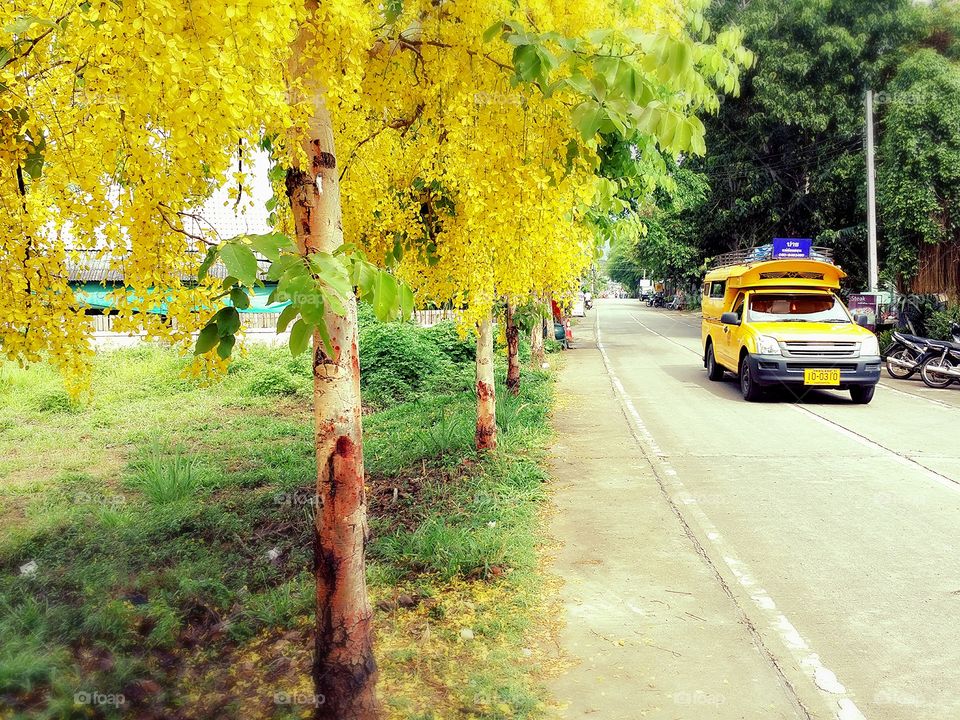 Yellow tree.. The beauty yellow tree on summer at Pai Thailand.