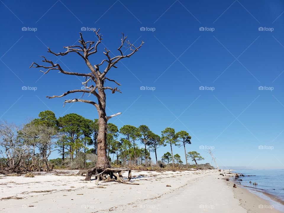 old weathered tree on the beach