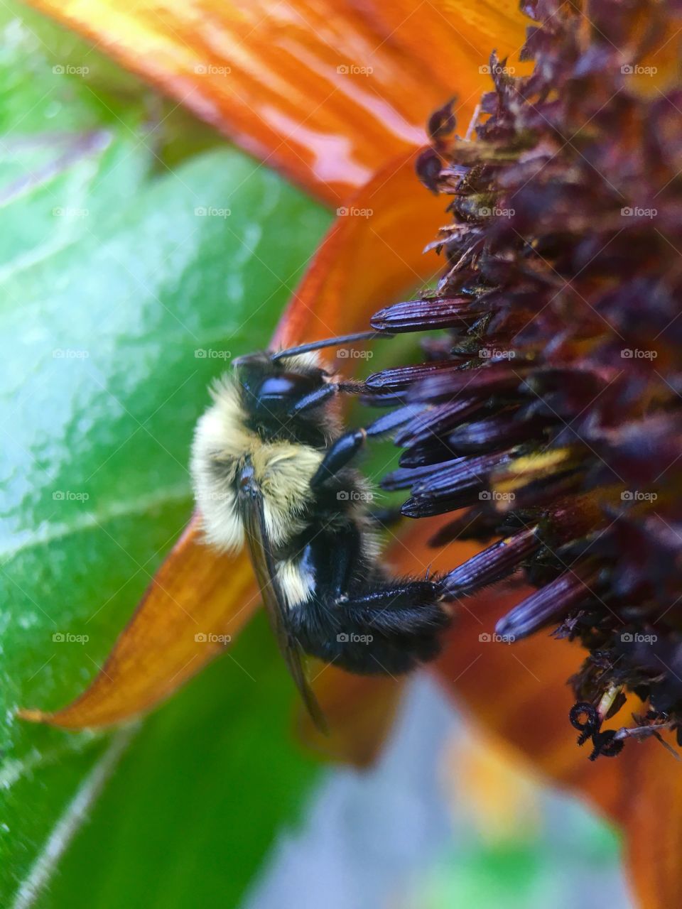 Bee in search of pollen