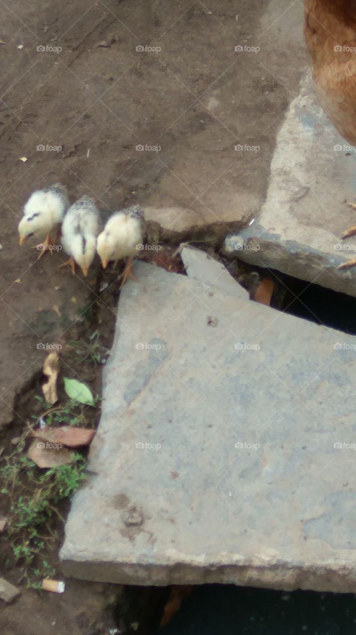 the small and big chickens