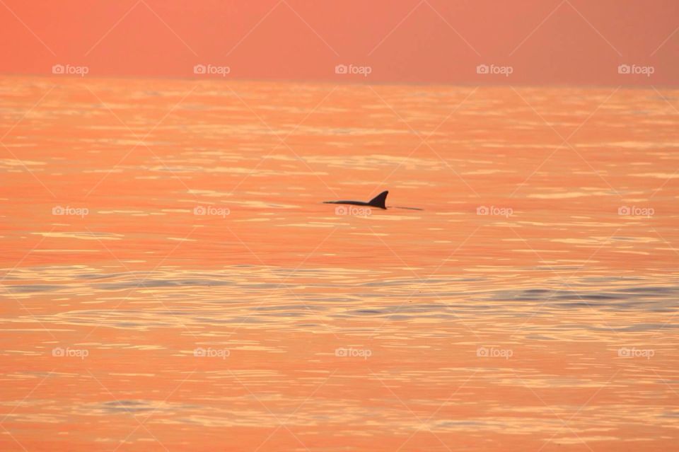 Dolphin at Sunrise. The beautiful silhouette of a dolphin swimming in the gorgeous light of sunrise. 