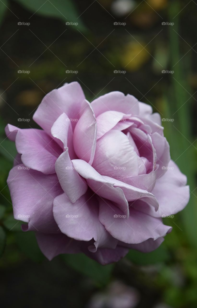 Purple roses 
