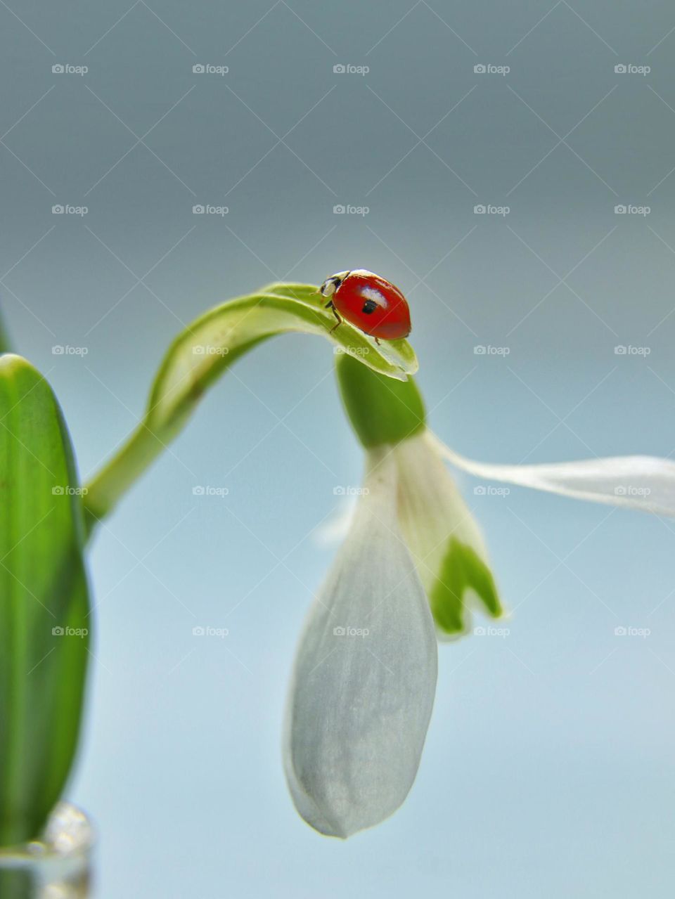 ladybug on snowdrop spring flower