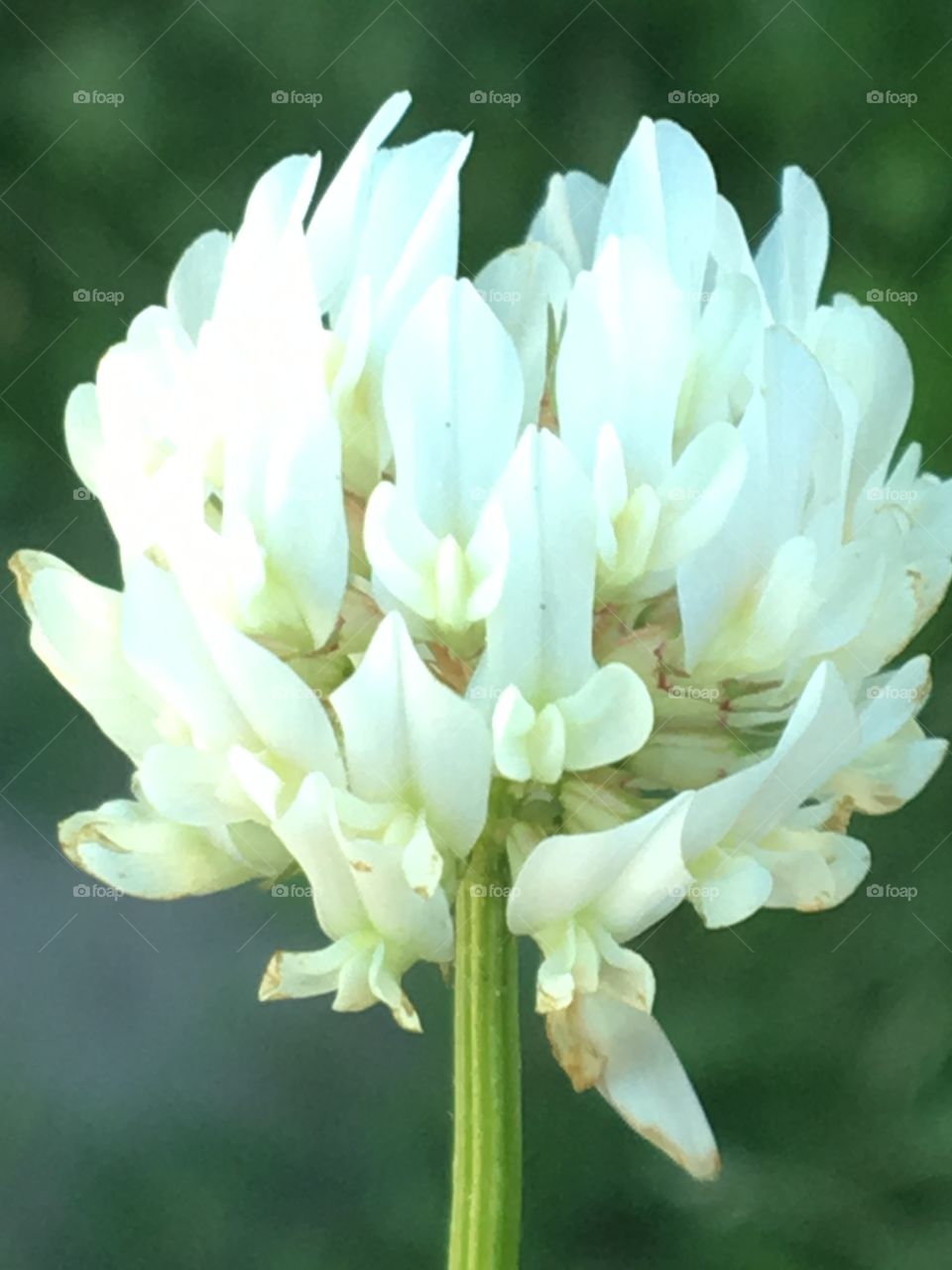 White clover