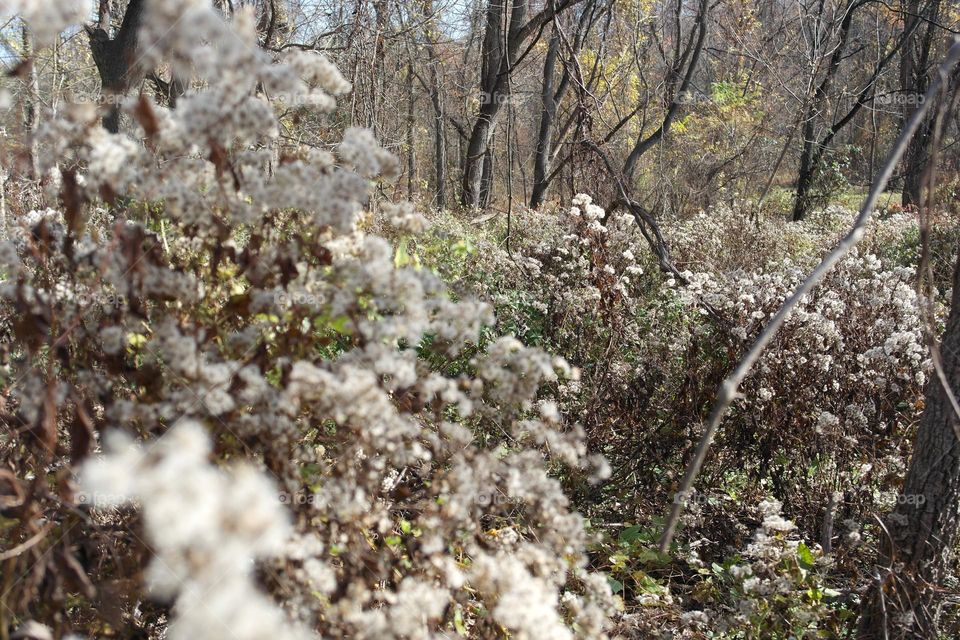 Autumn dry flowers in the wood 