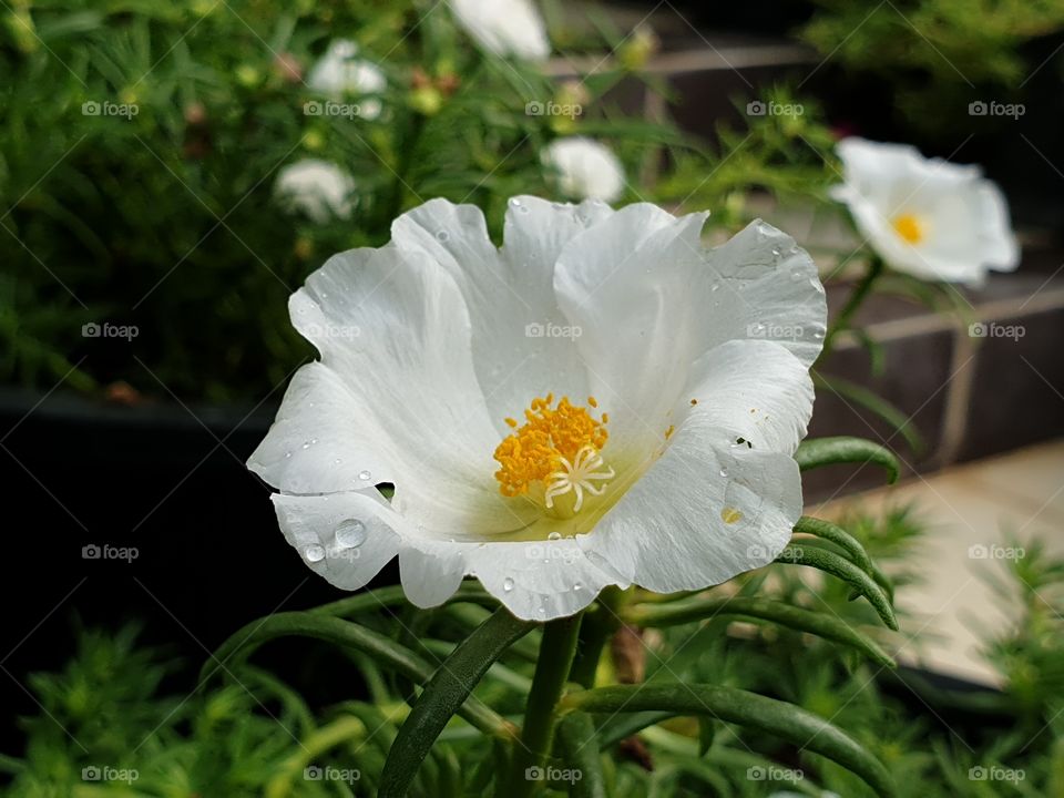 beautiful flowers in my garden