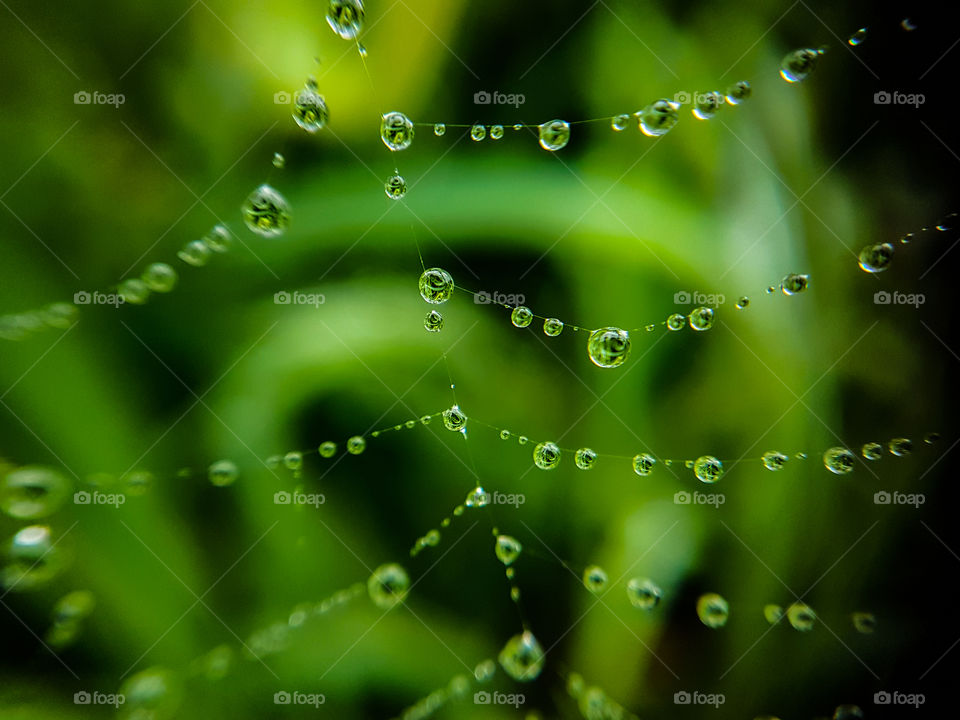 spiderweb with drops of water