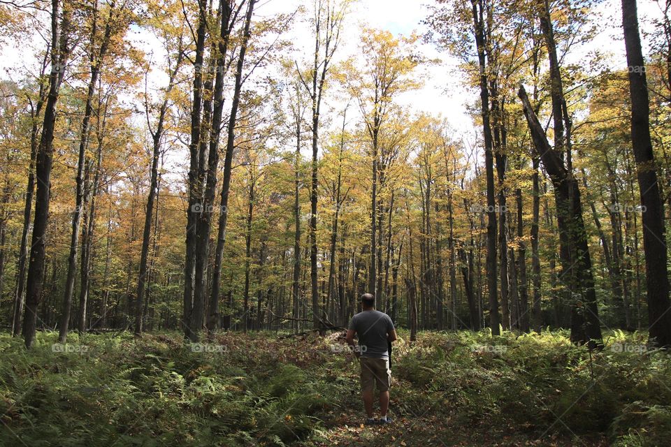 Man walking in ferns with golden leaves in the Forest in fall