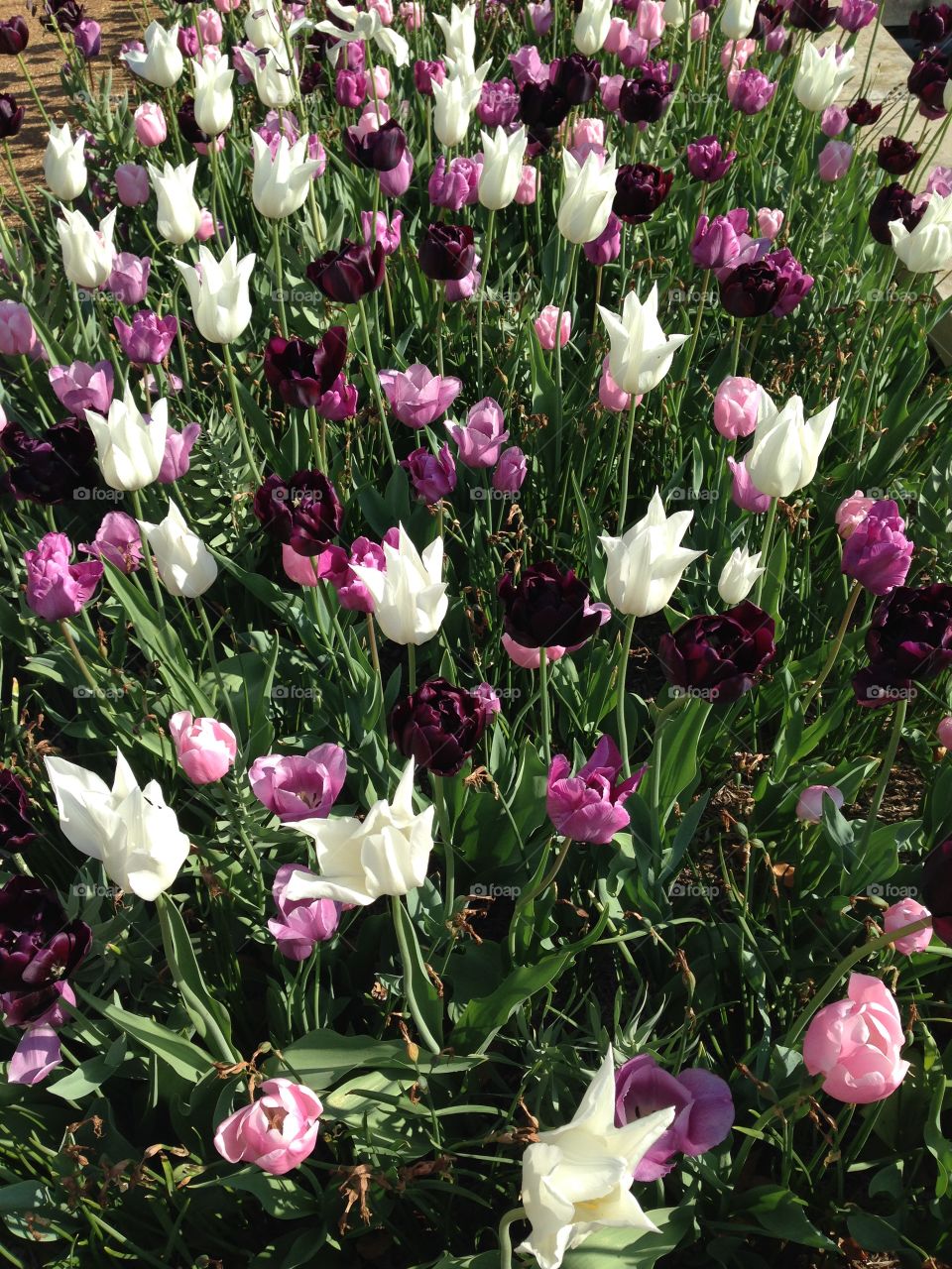 Shades of Purple. White, purple, and pink tulips