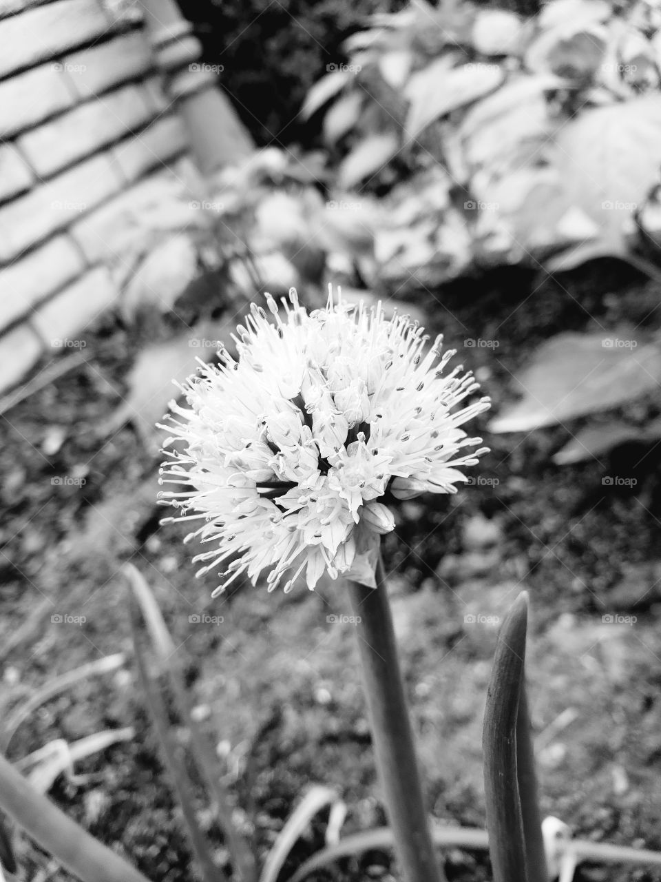 A beautiful bloom produced by a simple onion plant.