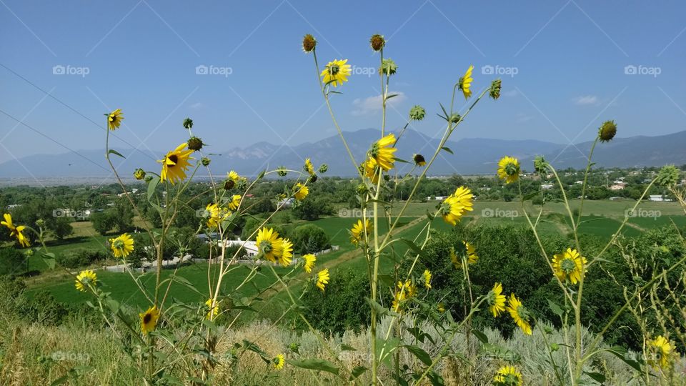 wild sunflowers in Mountain Valley farm fields