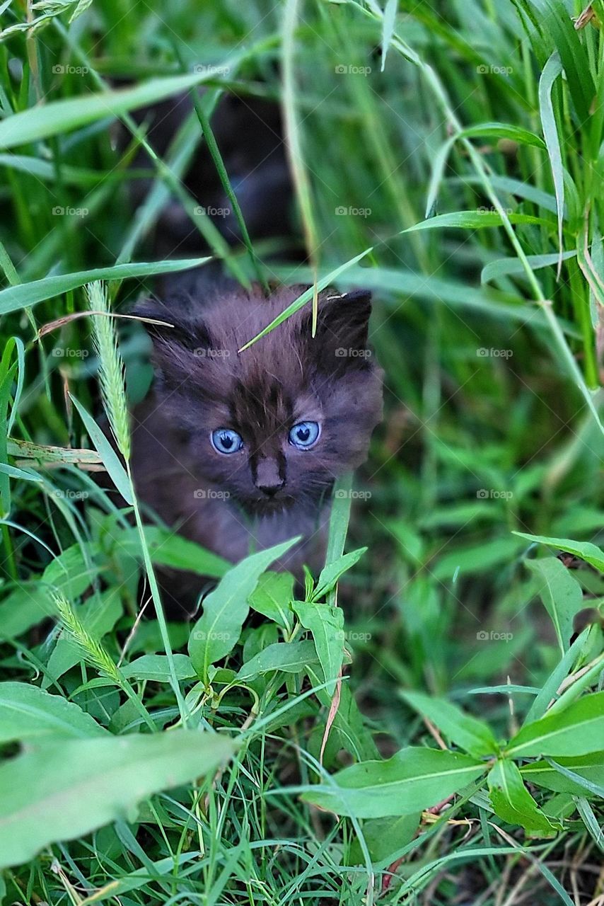 black kitten with blue eyes in grass
