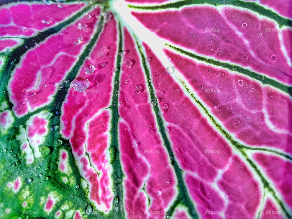 Queen of the Leafy Plants & drop