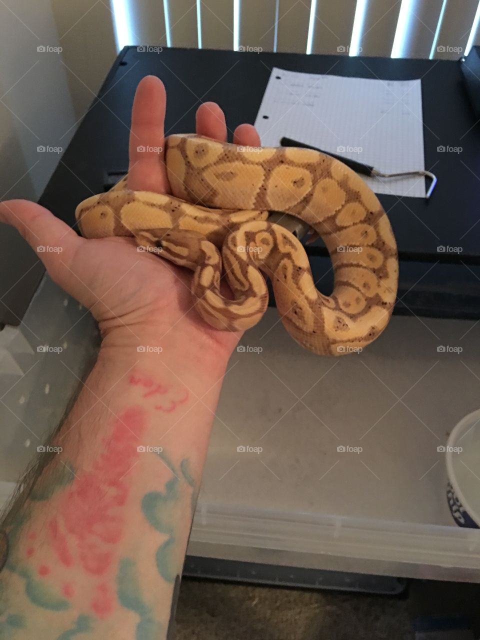 Banana ball python 