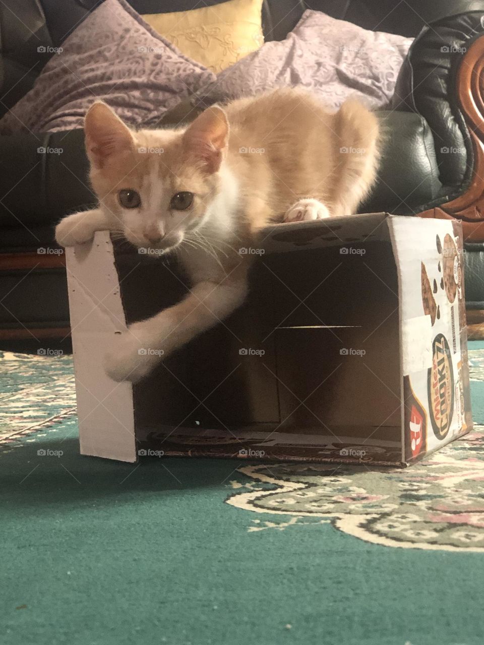 Beautiful cat in the box looking at camera 