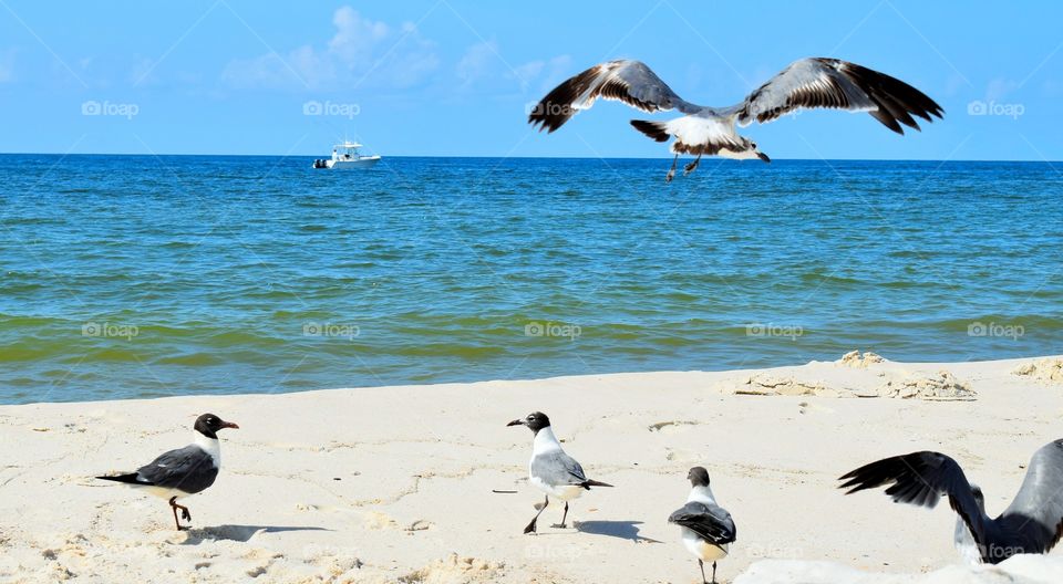 Gulf coast