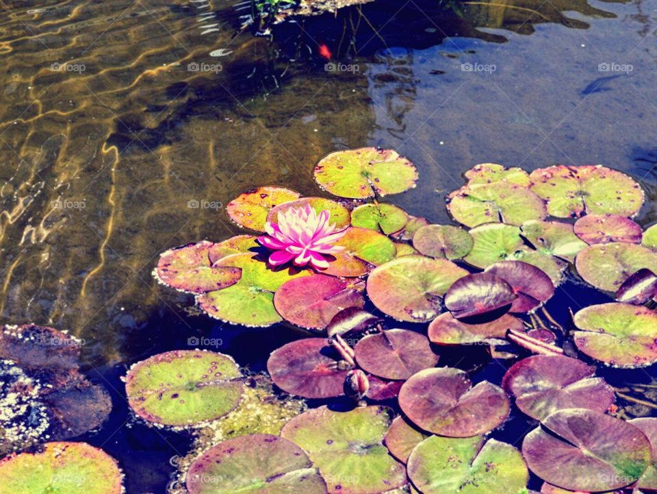 Pink lily pad flower
