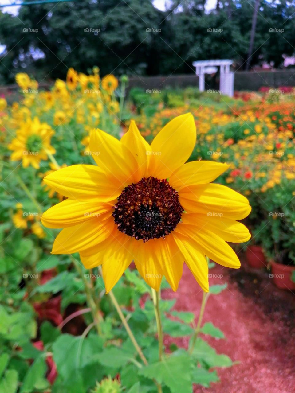 Beautiful sun flowers