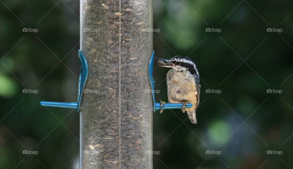 Nuthatch