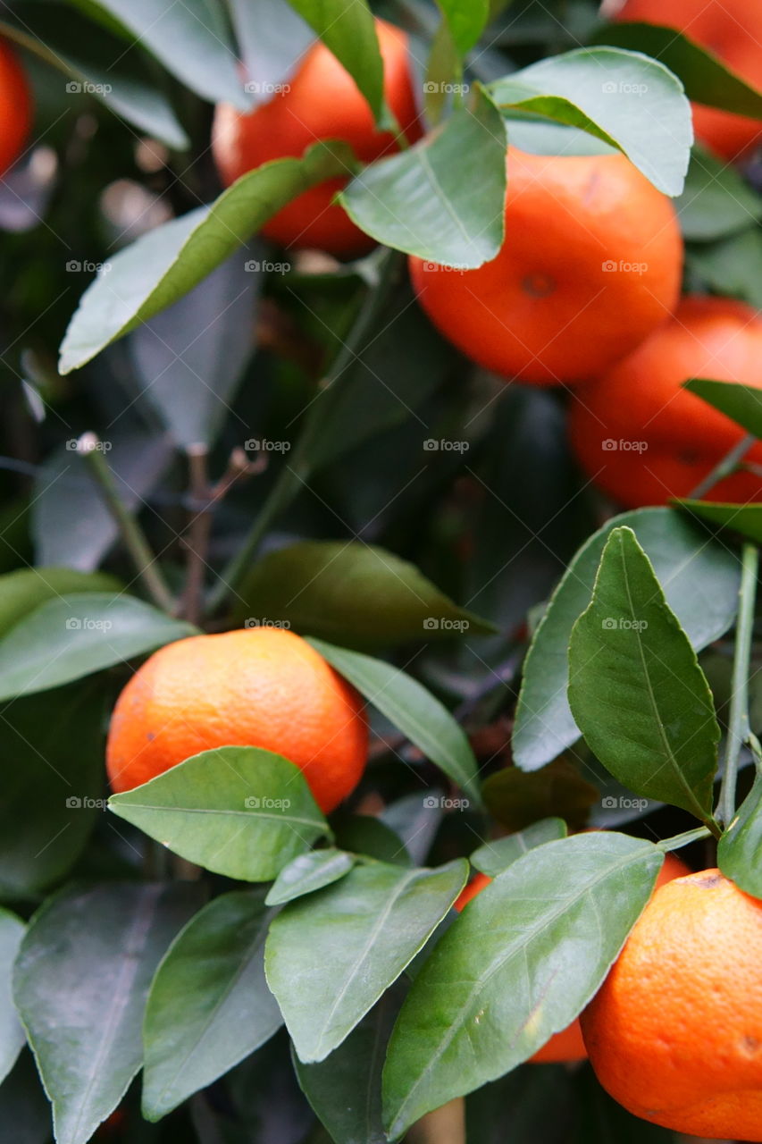 Close-up of tangerine tree
