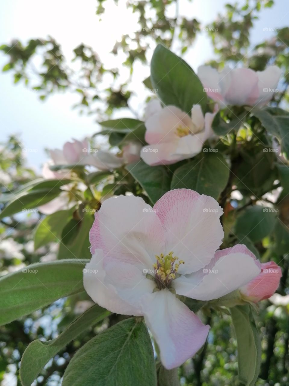 Blooming trees, my favorite time, everything around is beautiful and filled with wonderful smells