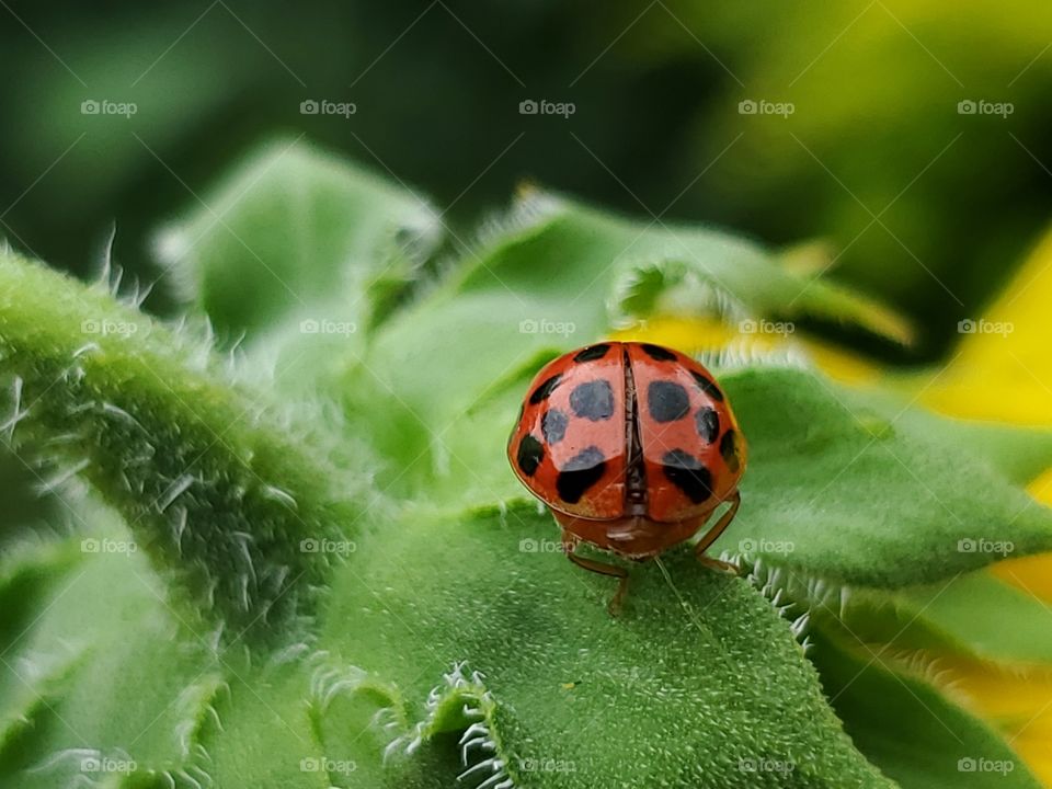 A ladybug getting read to fly away (wing view)