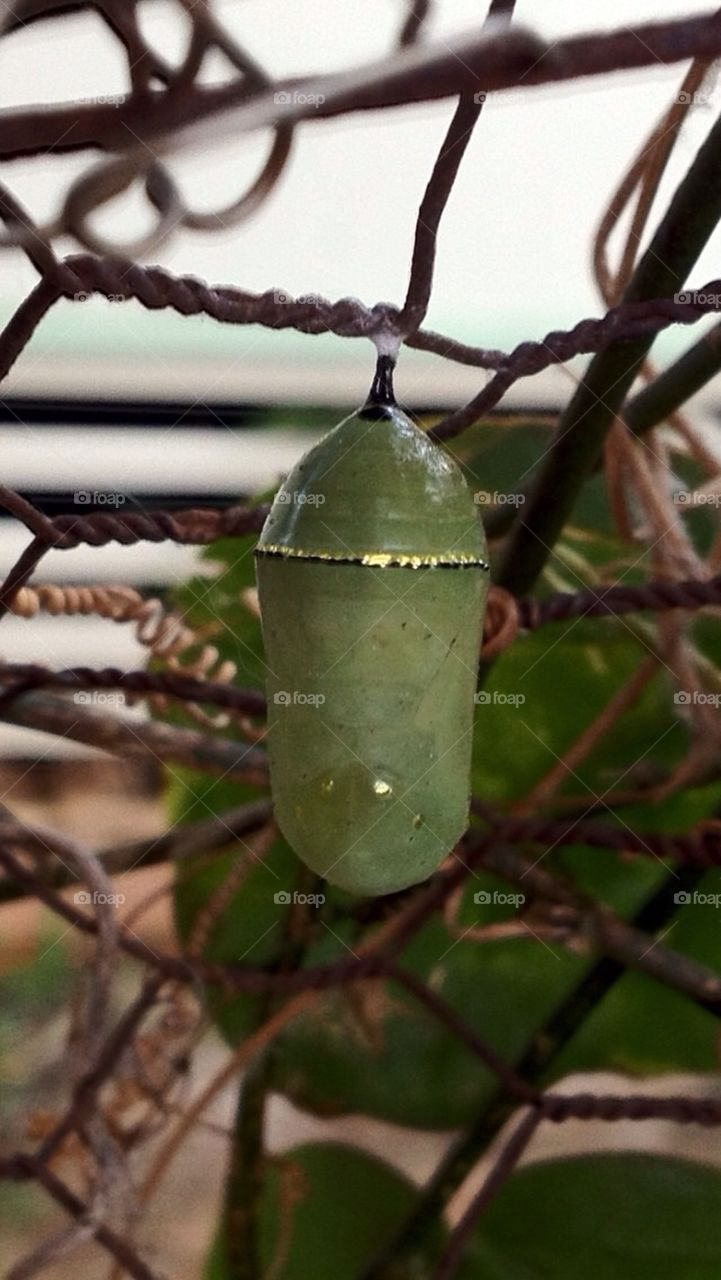 Butterfly Cocoon 