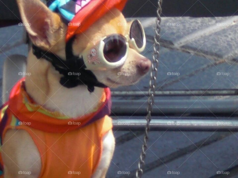Dogs with fashion!