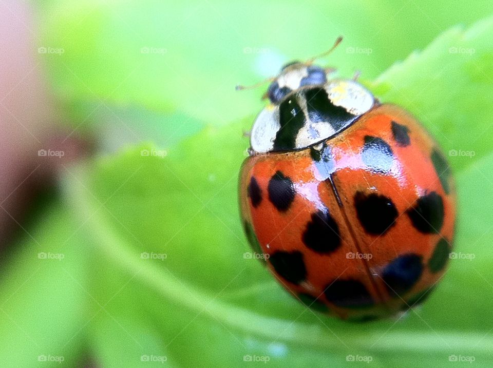 Ladybird on green leaf