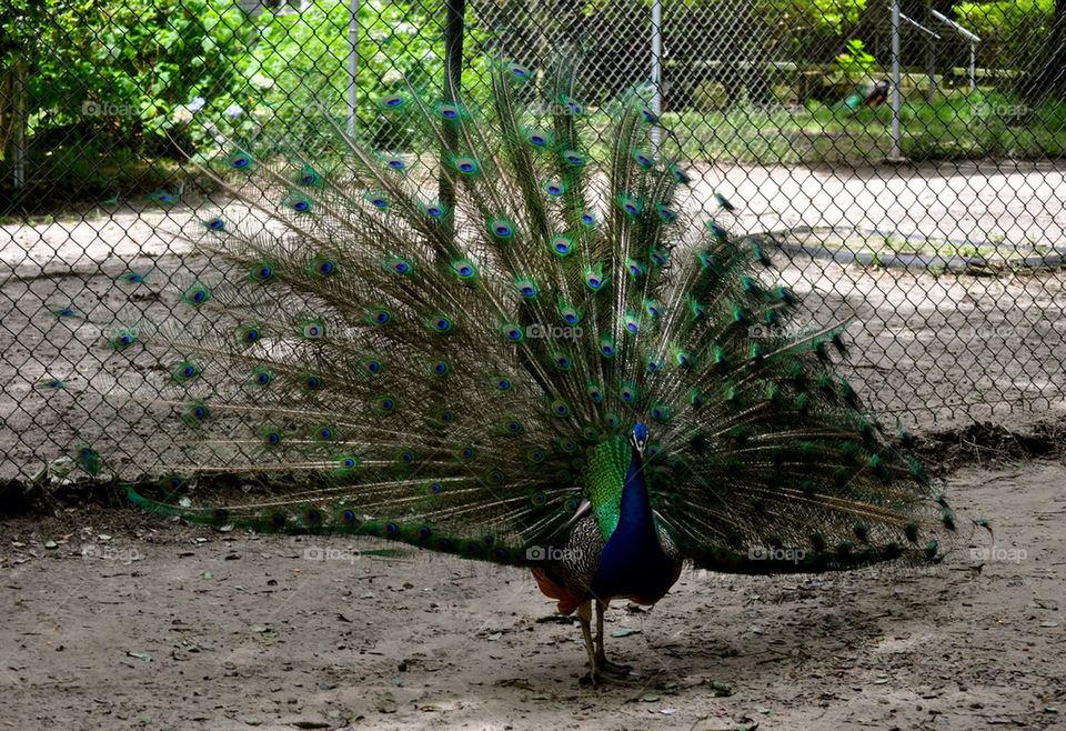 Peacock