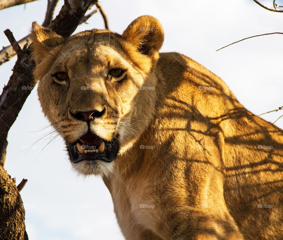 Kalahari wildlife pictures