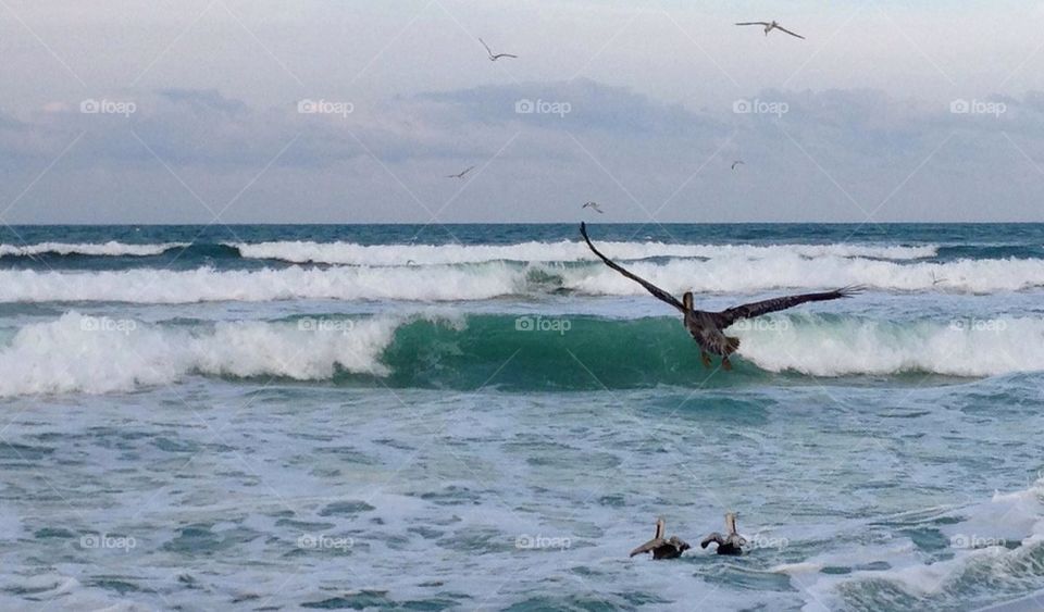 Pelicans enjoying the waves. EastCoast Florida 