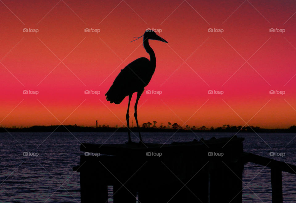 The Red Story! Red is color of passion. It's the color that is always seen on heart decorations on Valentine's Day! Red is astonishing, exhilarating, and fills your world through feelings and emotions!