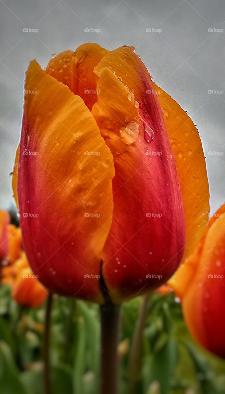Tulips Skagitt Valley Washington