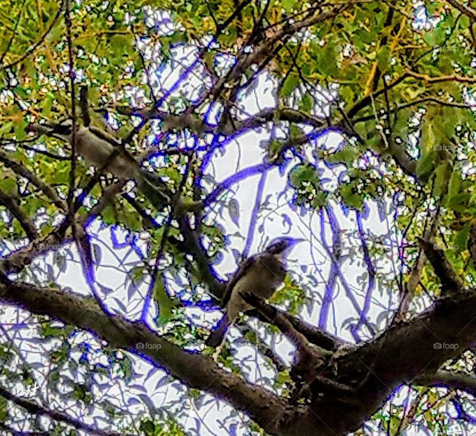 Two birds(Light-vented Bulbul) parked in the tree, they were singing, free flying, looked like very happy, the sound of the birds also made us happy.