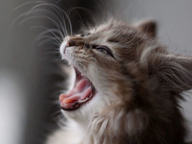 котенок, пушистый, морда, шерсть, зевать