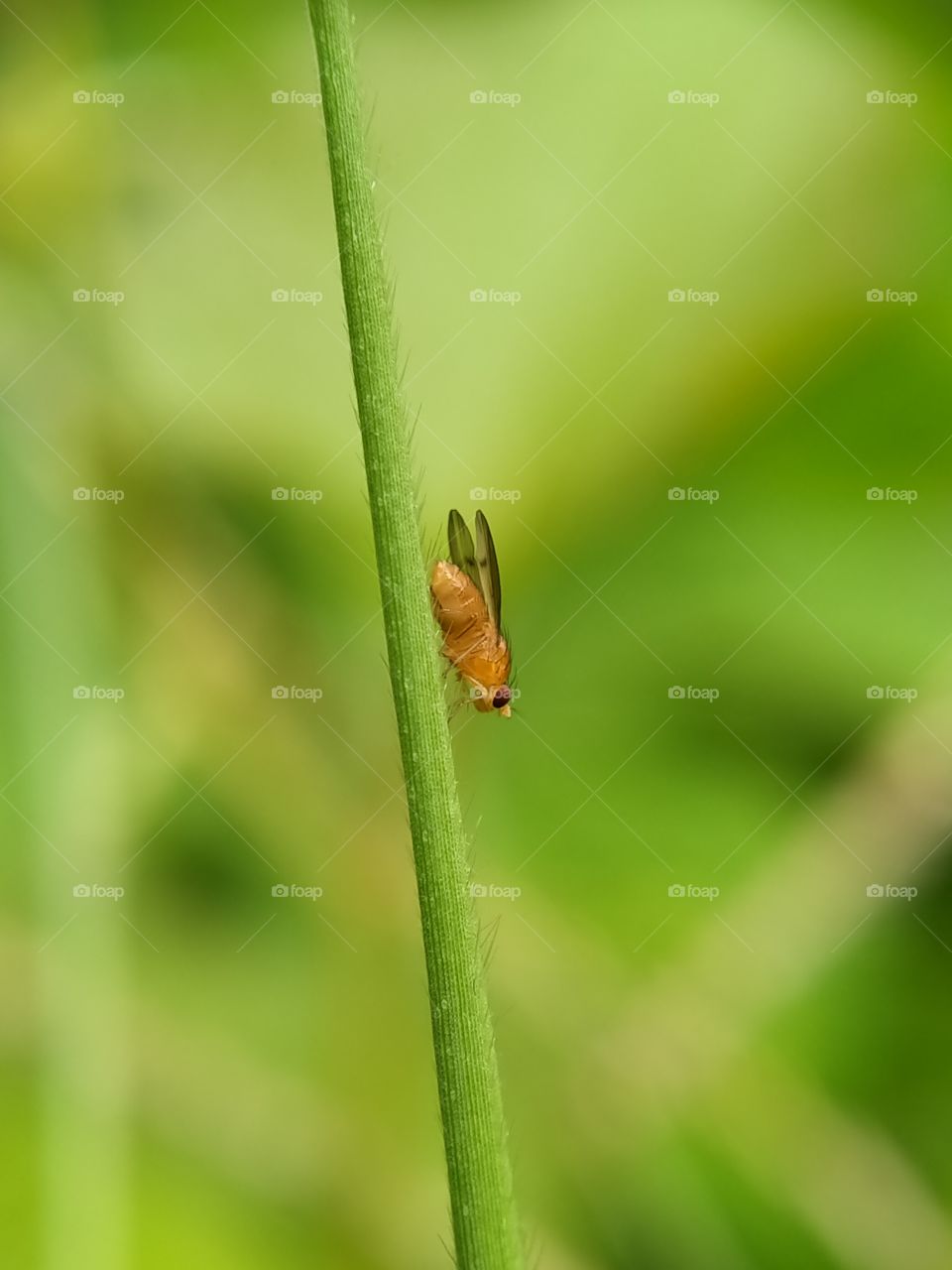 Drosophila melanogaster, a fruit fly is sitting upside down on the thatch leaf. This fly is often used for genetic experiments, man!