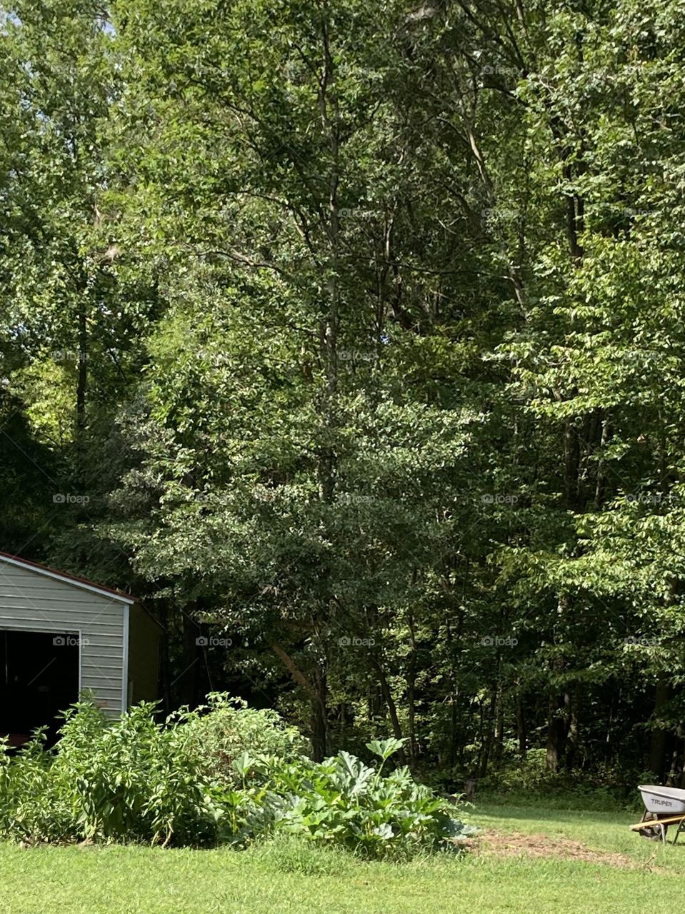 Country garden in front of garage with wheel barrel and green trees